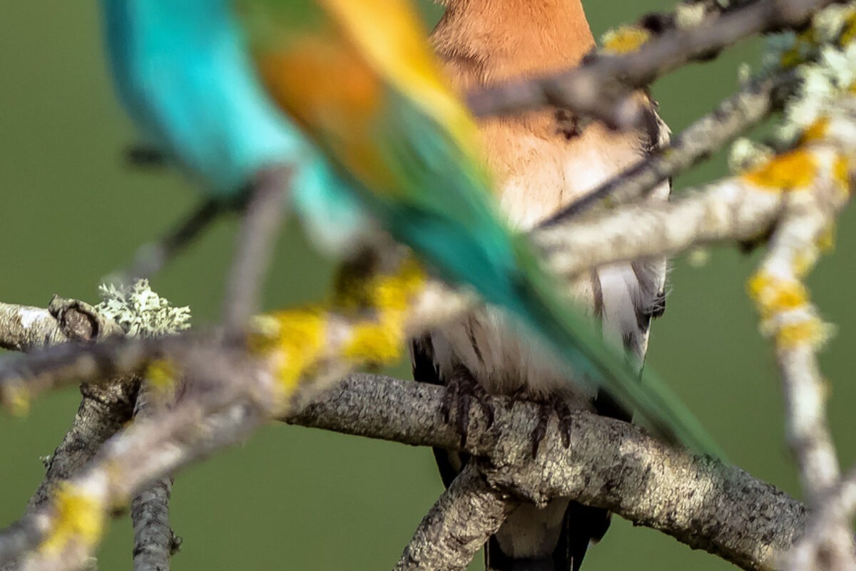 Vogelwelt Portugals, Frühjahr&Sommer 2017