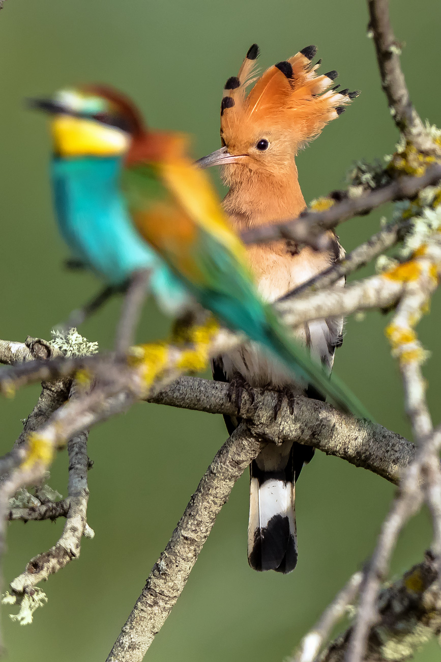 Vogelwelt Portugals, Frühjahr&Sommer 2017