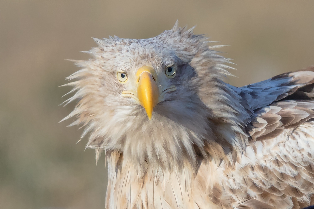 Winter-Ansitz bei Seeadler & Co (Gostynin-Poland)