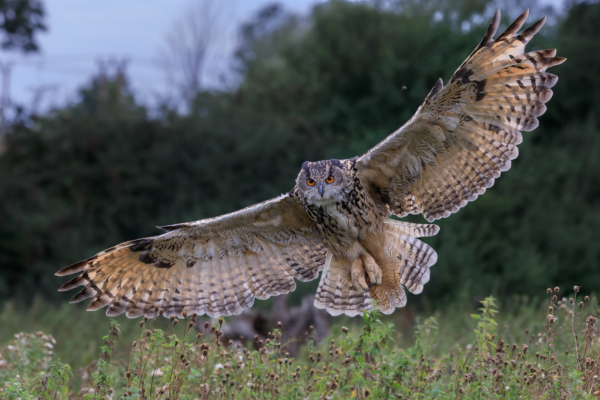 „Birding“ Sommer 2018