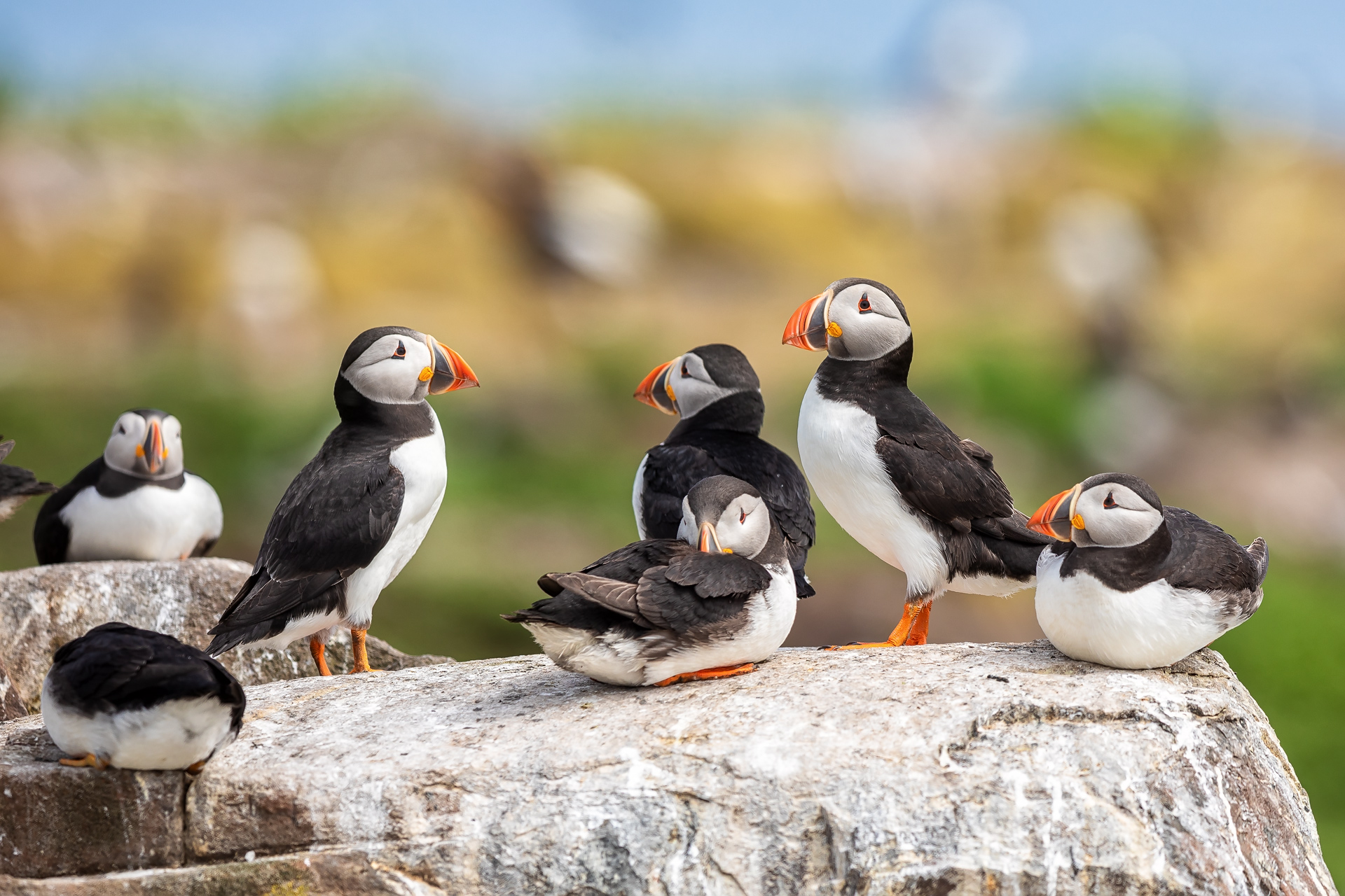 „Puffin“ Farne Islands (GB) & „Ospreys“ Higlands (SCO)