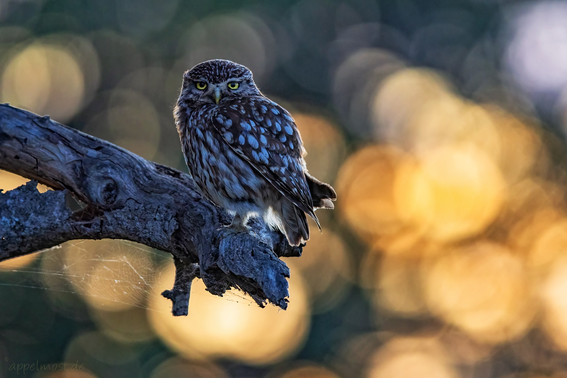 Die Vogelwelt im Süden Portugals