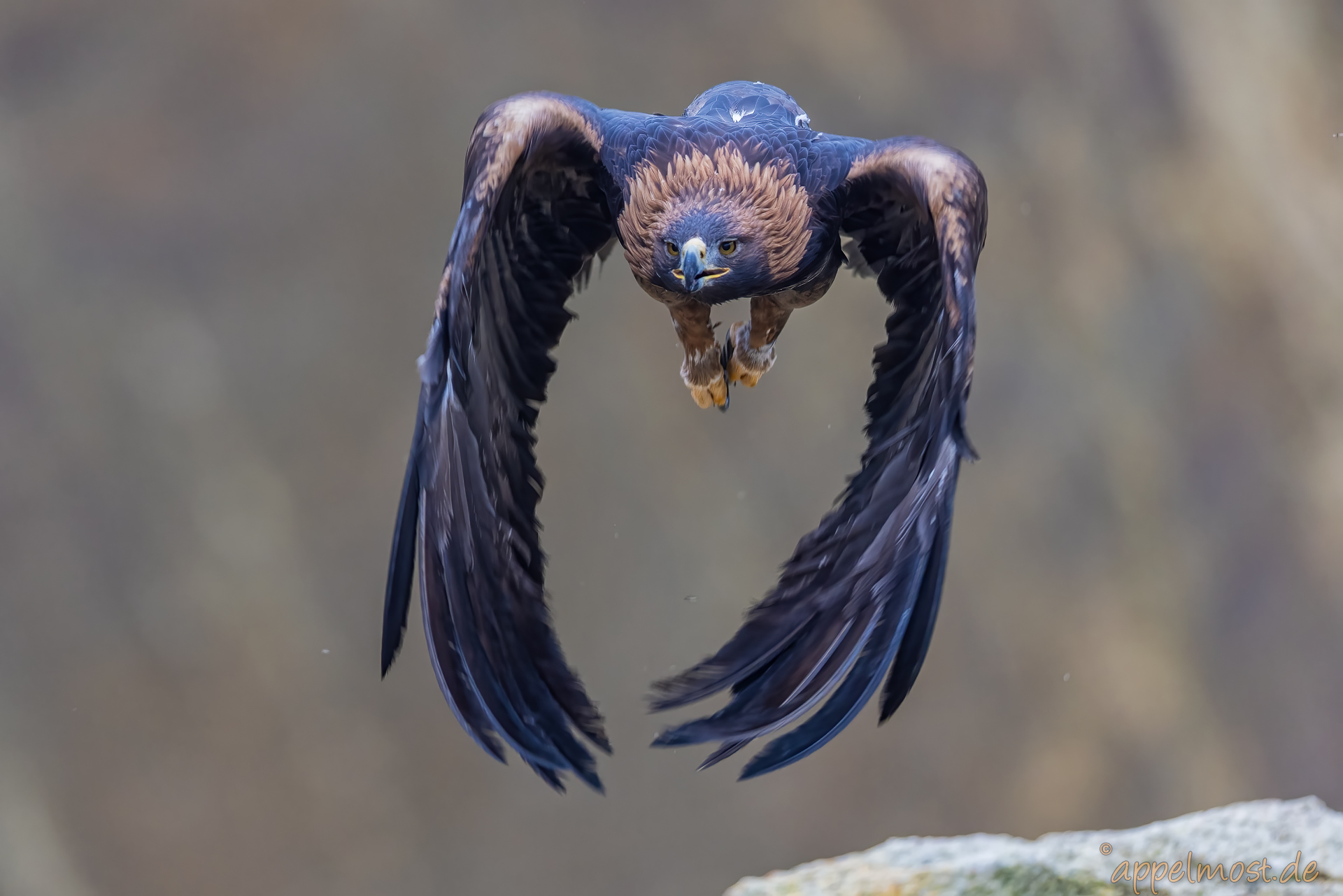 Golden Eagle – Steinadler