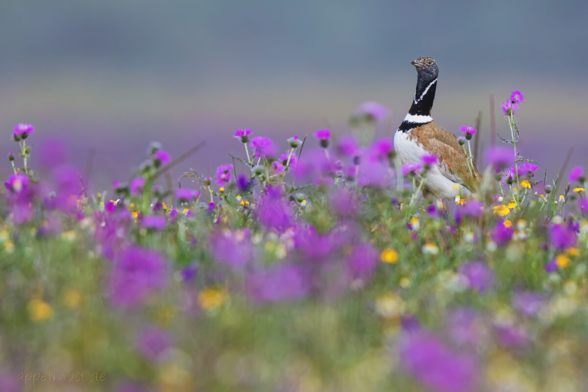 Algarve, Alentejo & Extremadura: 2022 Birding-Tour im SW Europa