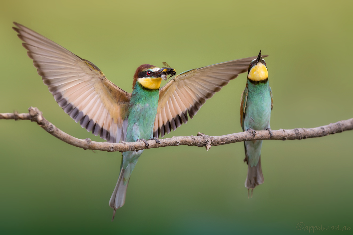 Merops Apiaster…